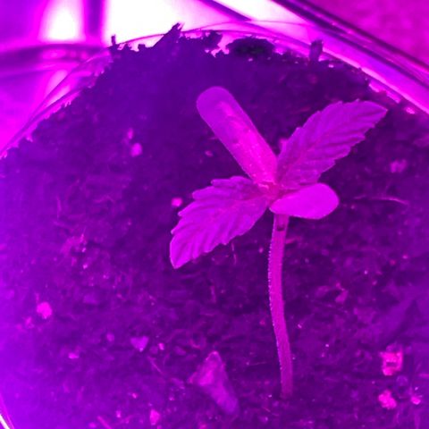 First Born growlog photo: looking good!!
