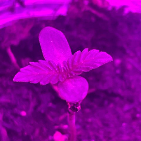 First Born growlog photo: looking good!!