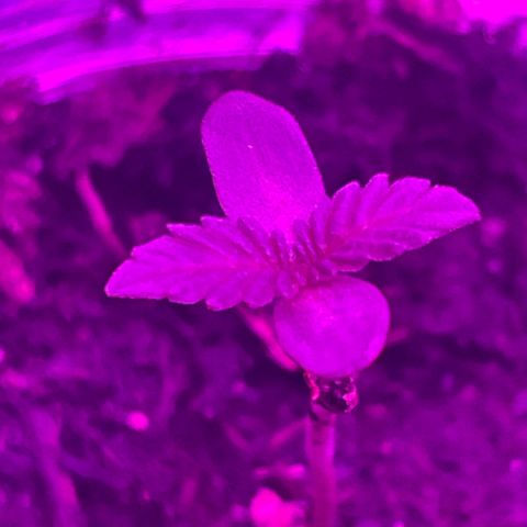 First Born growlog photo: looking good!!