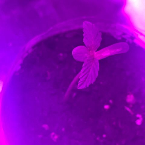 First Born growlog photo: looking good!!
