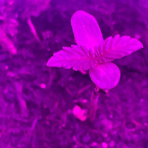 First Born growlog photo: looking good!!