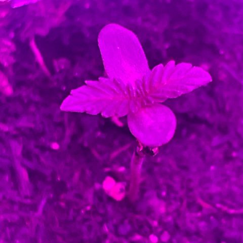 First Born growlog photo: looking good!!