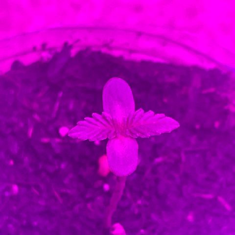 First Born growlog photo: looking good!!