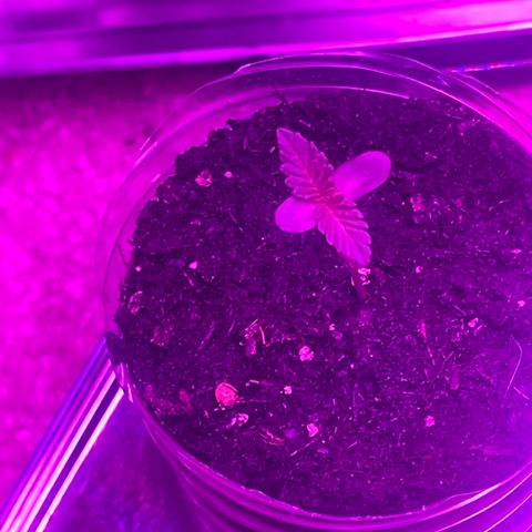 First Born growlog photo: are we in vegetative yet or still seedling/sprout stage? hmm