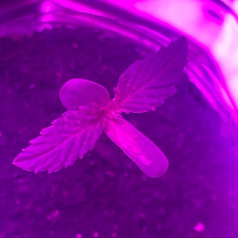 First Born growlog photo: are we in vegetative yet or still seedling/sprout stage? hmm