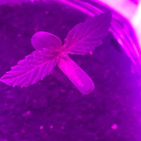 First Born growlog photo: are we in vegetative yet or still seedling/sprout stage? hmm