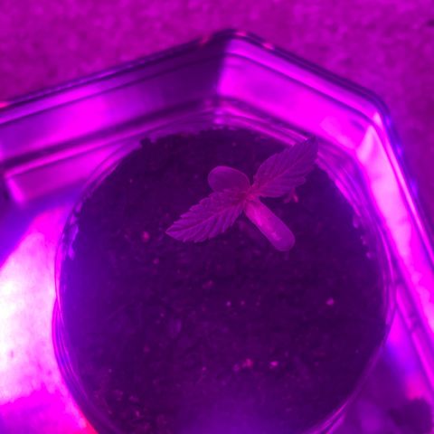 First Born growlog photo: are we in vegetative yet or still seedling/sprout stage? hmm