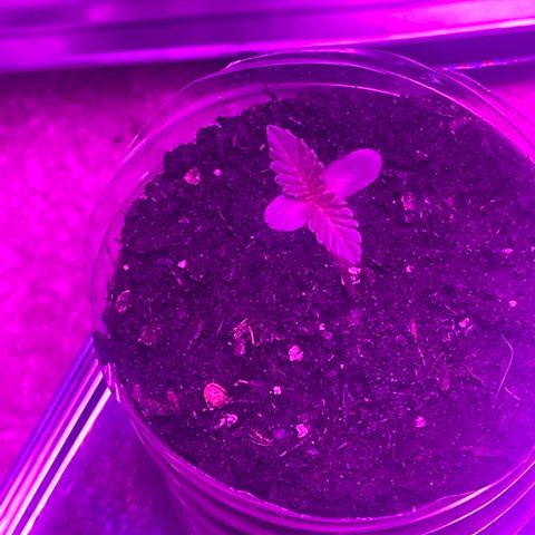 First Born growlog photo: are we in vegetative yet or still seedling/sprout stage? hmm