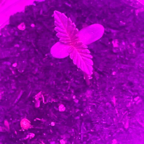 First Born growlog photo: are we in vegetative yet or still seedling/sprout stage? hmm