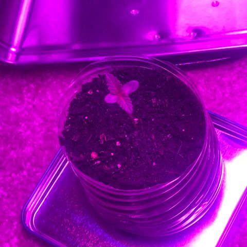 First Born growlog photo: are we in vegetative yet or still seedling/sprout stage? hmm