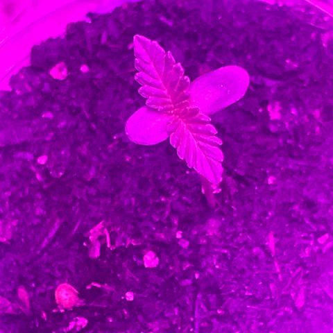 First Born growlog photo: are we in vegetative yet or still seedling/sprout stage? hmm
