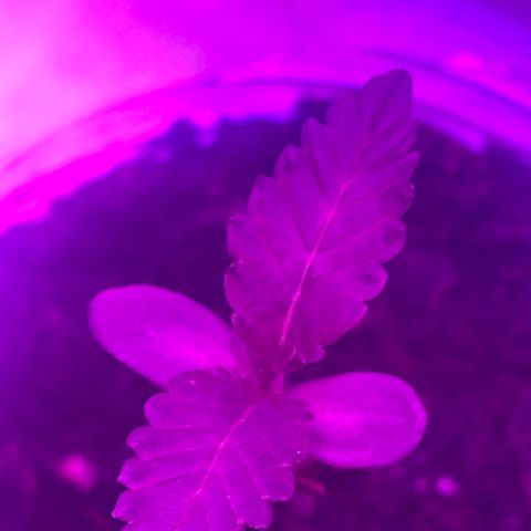 First Born growlog photo: had to do 40ish hrs of straight light bc went out of town but they dont seem to be stressed. letting em sleep tonight for 6 hrsr right after a good watering. i was told online that its best to water at night so the plants dont get burned from being wet under the lights. not sure if its true or not. not sure if this growth is slow. it seems like it may be a little too slow. going to switch up how my closet is set up tonight for when the lights come on again. putting them all together and both plants under all the lights instead of 1 individual light per plant. also going to order a new light most likely. we will see. 