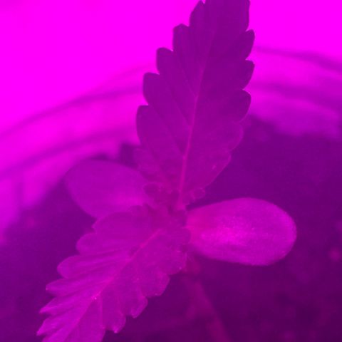 First Born growlog photo: had to do 40ish hrs of straight light bc went out of town but they dont seem to be stressed. letting em sleep tonight for 6 hrsr right after a good watering. i was told online that its best to water at night so the plants dont get burned from being wet under the lights. not sure if its true or not. not sure if this growth is slow. it seems like it may be a little too slow. going to switch up how my closet is set up tonight for when the lights come on again. putting them all together and both plants under all the lights instead of 1 individual light per plant. also going to order a new light most likely. we will see. 