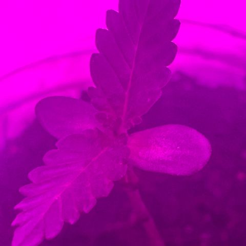 First Born growlog photo: had to do 40ish hrs of straight light bc went out of town but they dont seem to be stressed. letting em sleep tonight for 6 hrsr right after a good watering. i was told online that its best to water at night so the plants dont get burned from being wet under the lights. not sure if its true or not. not sure if this growth is slow. it seems like it may be a little too slow. going to switch up how my closet is set up tonight for when the lights come on again. putting them all together and both plants under all the lights instead of 1 individual light per plant. also going to order a new light most likely. we will see. 
