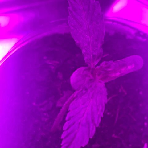First Born growlog photo: had to do 40ish hrs of straight light bc went out of town but they dont seem to be stressed. letting em sleep tonight for 6 hrsr right after a good watering. i was told online that its best to water at night so the plants dont get burned from being wet under the lights. not sure if its true or not. not sure if this growth is slow. it seems like it may be a little too slow. going to switch up how my closet is set up tonight for when the lights come on again. putting them all together and both plants under all the lights instead of 1 individual light per plant. also going to order a new light most likely. we will see. 