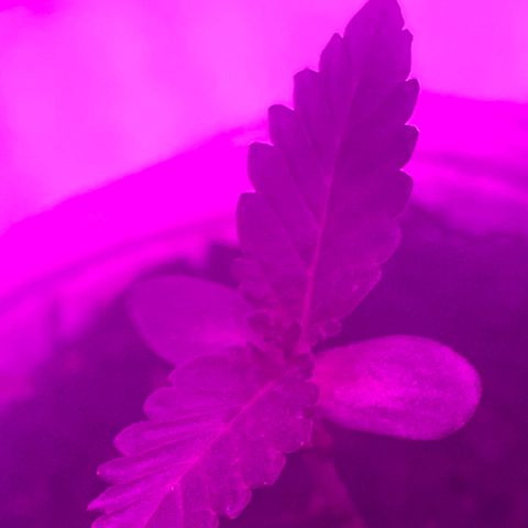 First Born growlog photo: had to do 40ish hrs of straight light bc went out of town but they dont seem to be stressed. letting em sleep tonight for 6 hrsr right after a good watering. i was told online that its best to water at night so the plants dont get burned from being wet under the lights. not sure if its true or not. not sure if this growth is slow. it seems like it may be a little too slow. going to switch up how my closet is set up tonight for when the lights come on again. putting them all together and both plants under all the lights instead of 1 individual light per plant. also going to order a new light most likely. we will see. 