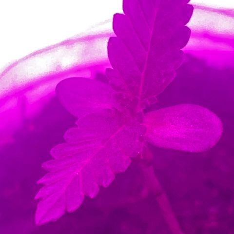First Born growlog photo: had to do 40ish hrs of straight light bc went out of town but they dont seem to be stressed. letting em sleep tonight for 6 hrsr right after a good watering. i was told online that its best to water at night so the plants dont get burned from being wet under the lights. not sure if its true or not. not sure if this growth is slow. it seems like it may be a little too slow. going to switch up how my closet is set up tonight for when the lights come on again. putting them all together and both plants under all the lights instead of 1 individual light per plant. also going to order a new light most likely. we will see. 