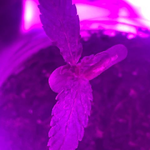 First Born growlog photo: had to do 40ish hrs of straight light bc went out of town but they dont seem to be stressed. letting em sleep tonight for 6 hrsr right after a good watering. i was told online that its best to water at night so the plants dont get burned from being wet under the lights. not sure if its true or not. not sure if this growth is slow. it seems like it may be a little too slow. going to switch up how my closet is set up tonight for when the lights come on again. putting them all together and both plants under all the lights instead of 1 individual light per plant. also going to order a new light most likely. we will see. 
