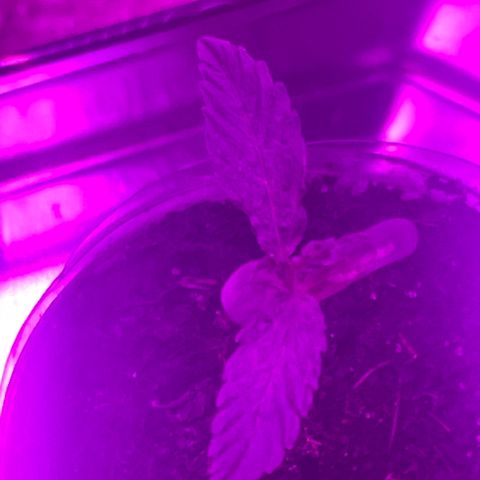 First Born growlog photo: had to do 40ish hrs of straight light bc went out of town but they dont seem to be stressed. letting em sleep tonight for 6 hrsr right after a good watering. i was told online that its best to water at night so the plants dont get burned from being wet under the lights. not sure if its true or not. not sure if this growth is slow. it seems like it may be a little too slow. going to switch up how my closet is set up tonight for when the lights come on again. putting them all together and both plants under all the lights instead of 1 individual light per plant. also going to order a new light most likely. we will see. 