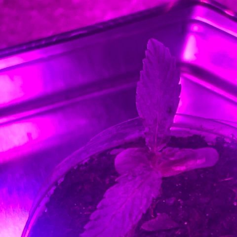 First Born growlog photo: had to do 40ish hrs of straight light bc went out of town but they dont seem to be stressed. letting em sleep tonight for 6 hrsr right after a good watering. i was told online that its best to water at night so the plants dont get burned from being wet under the lights. not sure if its true or not. not sure if this growth is slow. it seems like it may be a little too slow. going to switch up how my closet is set up tonight for when the lights come on again. putting them all together and both plants under all the lights instead of 1 individual light per plant. also going to order a new light most likely. we will see. 