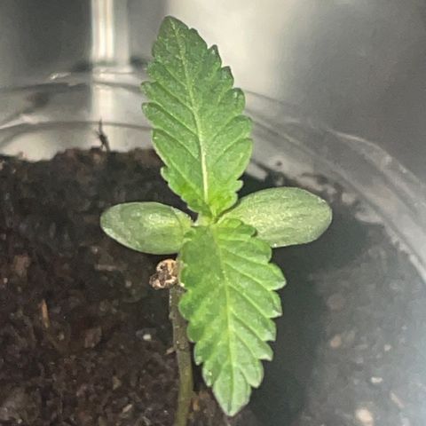 First Born growlog photo: 3:10am while they sleeping. seem to be coming along nice. added a litte more airflow hitting them because i was told it will strengthen the stems and support growth. should check the ph of the soil soon. will transplant into fox farms or an equivalent of its soil. will wake them up again at 6:30 with the new arrangement of the set up. hope it helps promote growth and helps these come along. also could be the horrendously ridiculous genetics of these seeds. scared to try good genetic seeds now though because not sure if its lack of enough light or the genetics thats causing slightly delayed growth. 