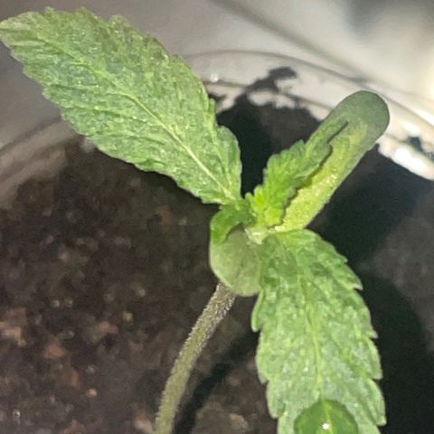 First Born growlog photo: 3:10am while they sleeping. seem to be coming along nice. added a litte more airflow hitting them because i was told it will strengthen the stems and support growth. should check the ph of the soil soon. will transplant into fox farms or an equivalent of its soil. will wake them up again at 6:30 with the new arrangement of the set up. hope it helps promote growth and helps these come along. also could be the horrendously ridiculous genetics of these seeds. scared to try good genetic seeds now though because not sure if its lack of enough light or the genetics thats causing slightly delayed growth. 