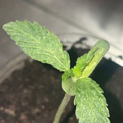 First Born growlog photo: 3:10am while they sleeping. seem to be coming along nice. added a litte more airflow hitting them because i was told it will strengthen the stems and support growth. should check the ph of the soil soon. will transplant into fox farms or an equivalent of its soil. will wake them up again at 6:30 with the new arrangement of the set up. hope it helps promote growth and helps these come along. also could be the horrendously ridiculous genetics of these seeds. scared to try good genetic seeds now though because not sure if its lack of enough light or the genetics thats causing slightly delayed growth. 