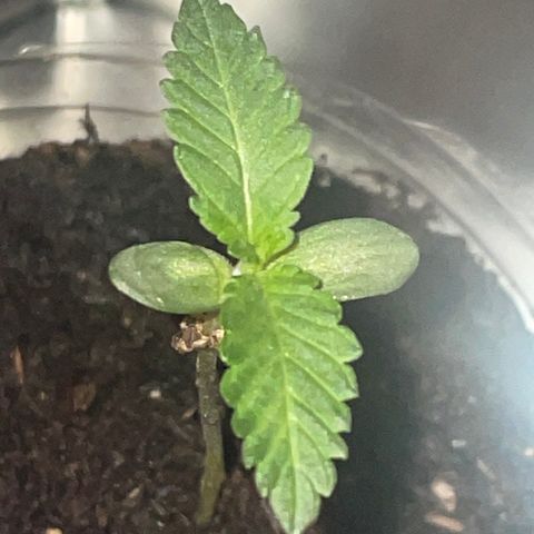 First Born growlog photo: 3:10am while they sleeping. seem to be coming along nice. added a litte more airflow hitting them because i was told it will strengthen the stems and support growth. should check the ph of the soil soon. will transplant into fox farms or an equivalent of its soil. will wake them up again at 6:30 with the new arrangement of the set up. hope it helps promote growth and helps these come along. also could be the horrendously ridiculous genetics of these seeds. scared to try good genetic seeds now though because not sure if its lack of enough light or the genetics thats causing slightly delayed growth. 