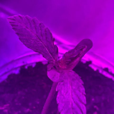 First Born growlog timeline photo