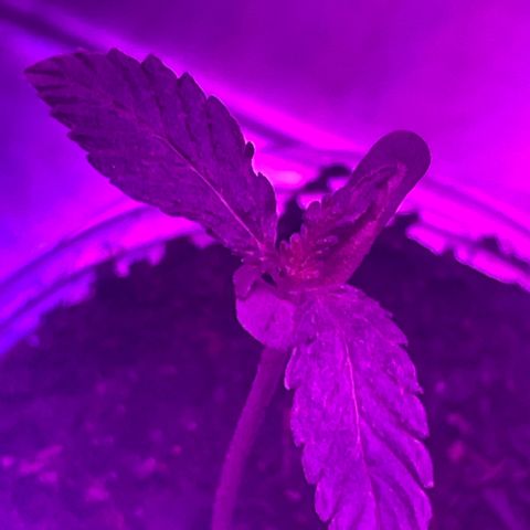 First Born growlog timeline photo