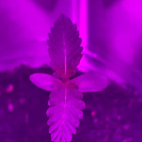 First Born growlog timeline photo