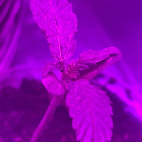First Born growlog timeline photo