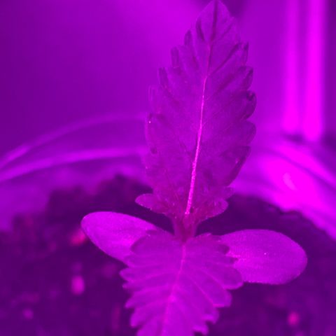 First Born growlog timeline photo