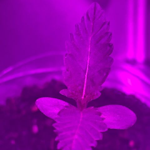 First Born growlog timeline photo