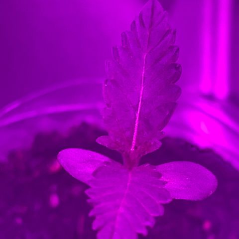 First Born growlog timeline photo