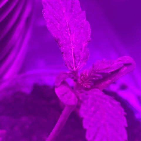 First Born growlog timeline photo