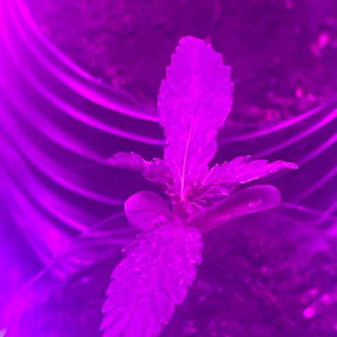 First Born growlog timeline photo