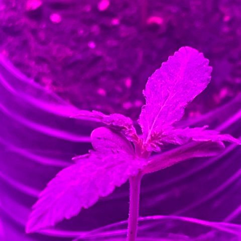 First Born growlog timeline photo