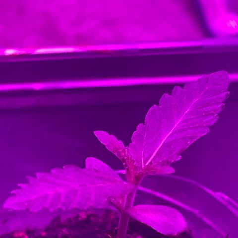 First Born growlog timeline photo