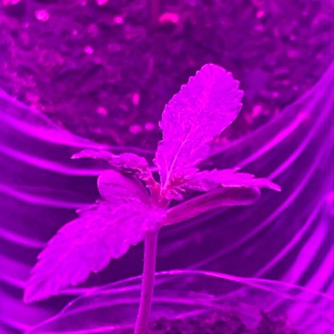 First Born growlog timeline photo