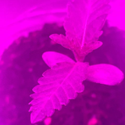 First Born growlog timeline photo