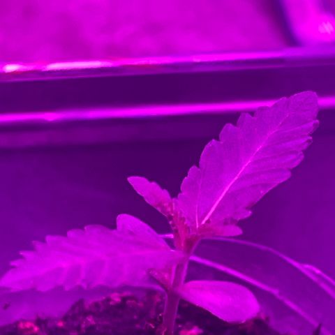 First Born growlog timeline photo