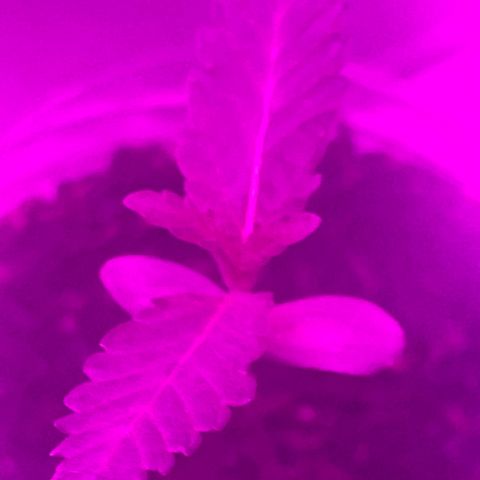 First Born growlog timeline photo
