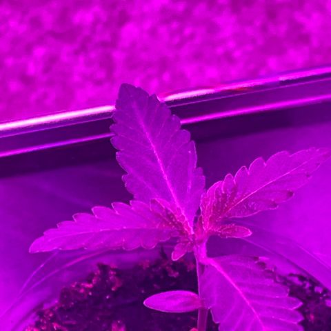 First Born growlog timeline photo