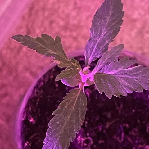 First Born growlog timeline photo