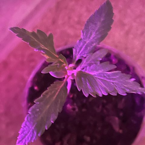 First Born growlog timeline photo