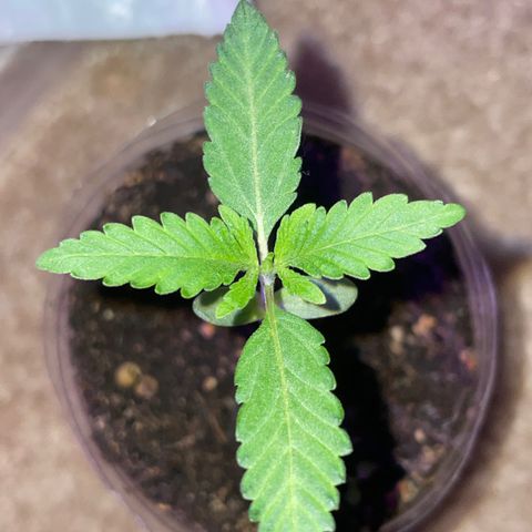 First Born growlog timeline photo