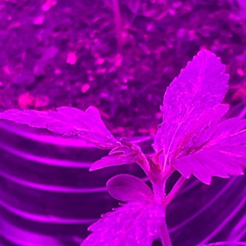 First Born growlog timeline photo