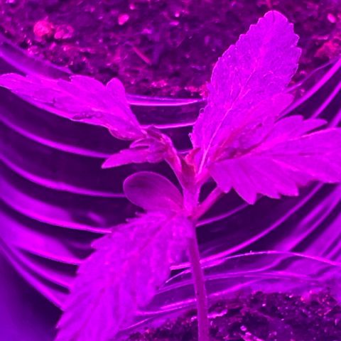 First Born growlog timeline photo