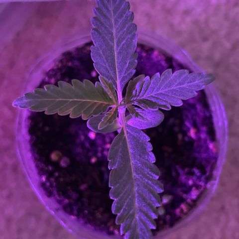 First Born growlog timeline photo